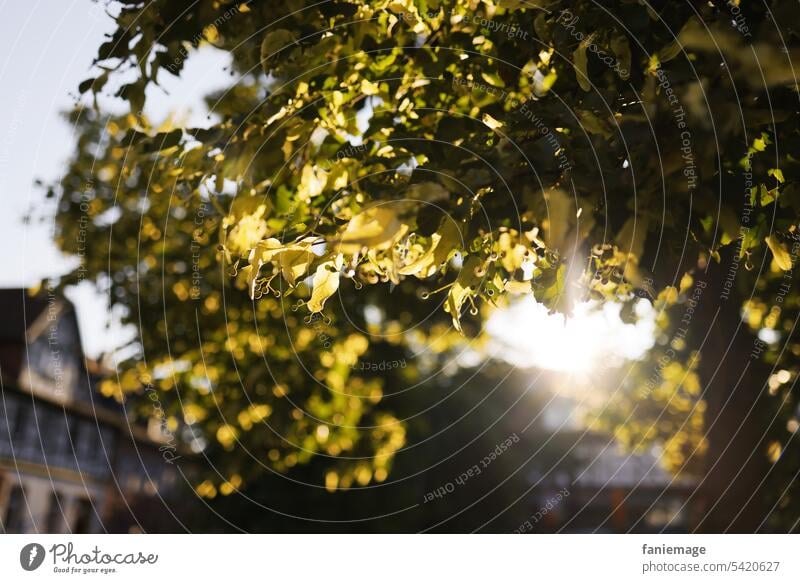 Baum in der Abendsonne am Untermarkt in Gelnhausen mit Fachwerkhäusern im Hintergrund baum gegenlicht Abendlicht Sonne Sonnenstrahlen Hochsommer sommerlich