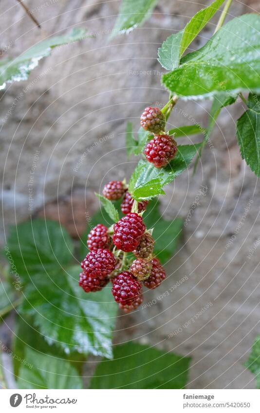 Himbeeren vor Buntsandsteinmauer Mauer Bundsandstein Frucht Früchte verrotten Grün fruchtig Sommer ernte reif lecker Wegrand ernten gesund