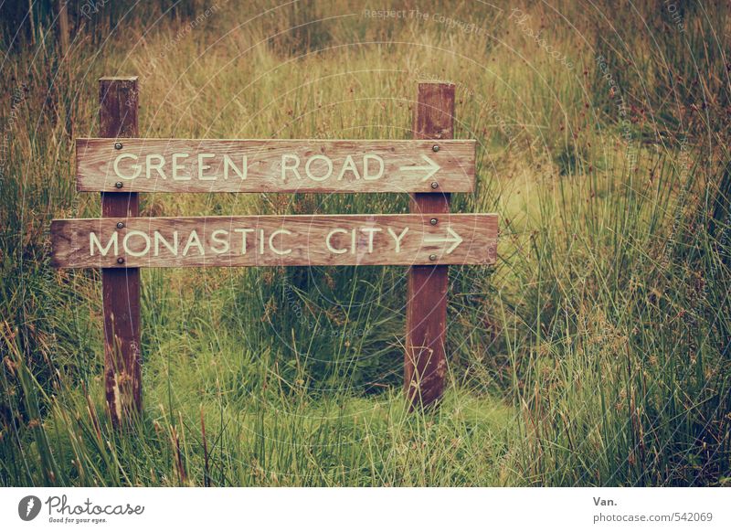 Green Road Natur Pflanze Gras Wiese Holz gelb grün Schilder & Markierungen Wegekreuz Farbfoto Gedeckte Farben Außenaufnahme Detailaufnahme Menschenleer Tag