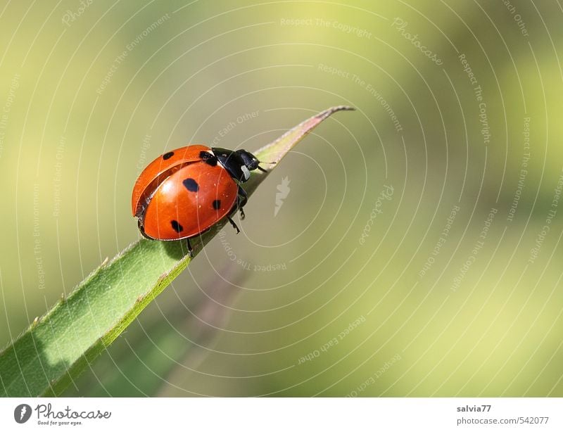 auf der Startrampe Tier Wildtier Käfer Flügel 1 krabbeln frei glänzend klein natürlich niedlich grün orange rot schwarz Frühlingsgefühle ruhig Einsamkeit