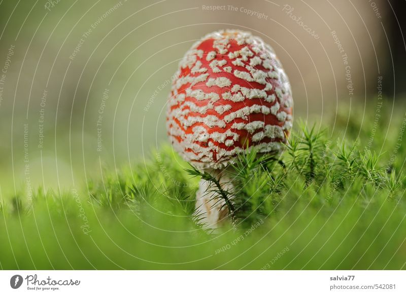 Pilz im Moosbett Umwelt Pflanze Herbst Grünpflanze Wildpflanze Wald stehen Wachstum frisch weich mehrfarbig grün rot Stimmung Sicherheit Geborgenheit ruhig