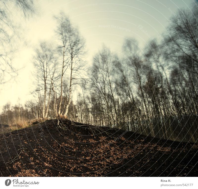 FestHalten Umwelt Natur Landschaft Herbst Klima Wind Baum Birke Hügel Moor Bewegung festhalten dunkel oben Torf Baumwurzel Blatt Quadrat Zweige u. Äste Kunst