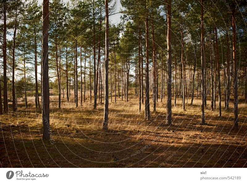 lichter Wald Landwirtschaft Forstwirtschaft Natur Landschaft Herbst Baum Gras Heide Wendland Erholung Jagd wandern trocken braun gelb grün ruhig Einsamkeit