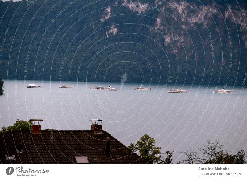 Schiffsparade auf dem Vierwaldstättersee am Schweizer Nationalfeiertag Schiffe Wasser Sommer Landschaft Ferien & Urlaub & Reisen blau Dampfschiff Dampfschiffe