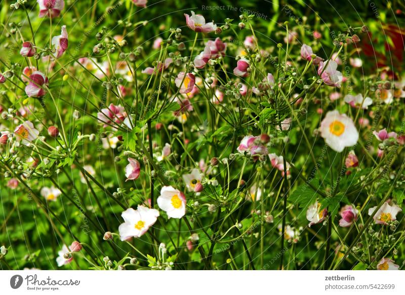 Herbstanemonen (Anemone hupehensis) abend blühen blüte dunkel dämmerung erholung erwachen ferien garten hecke kleingarten kleingartenkolonie knospe menschenleer