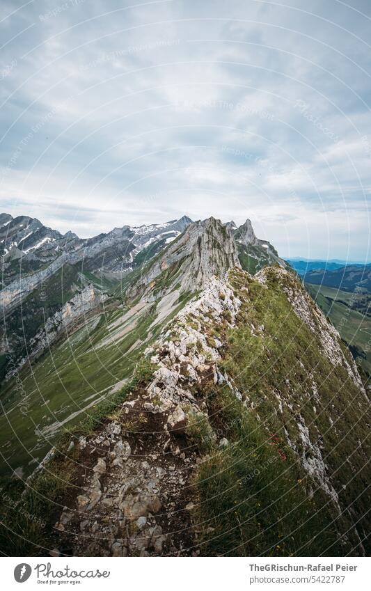 Blume vor Bergen in dem Alpstein mit Säntis im Hintergrund Aussicht Panorama (Aussicht) Berge u. Gebirge Himmel Wolken wanderland Appenzellerland Gras Steine