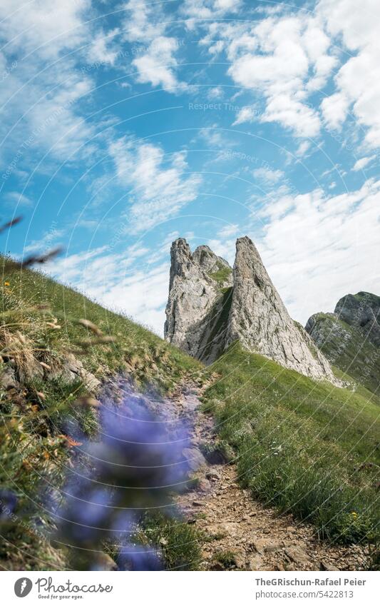 Berge im Alpstein (Schweiz) mit Blume im Vordergrund Aussicht Panorama (Aussicht) Berge u. Gebirge Himmel Wolken wanderland Appenzellerland Gras Steine Felsen