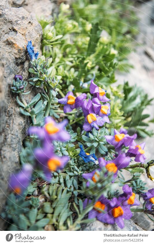 Detailaufnahme Violett Orange Blume grün Blüte Pflanze schön Natur Farbfoto Blühend Menschenleer natürlich Nahaufnahme Schwache Tiefenschärfe Blumen Alpen