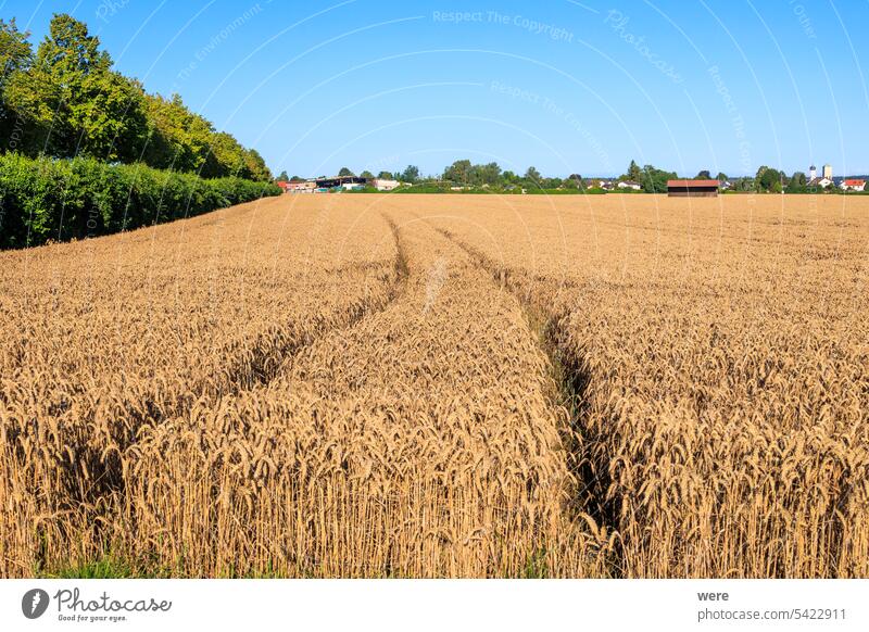 Blick über ein Weizenfeld bei Inningen in Bayern mit strahlend blauem Himmel hell Müsli Hafer Roggen Stoppelfeld Ansicht landwirtschaftlich Gerste Textfreiraum