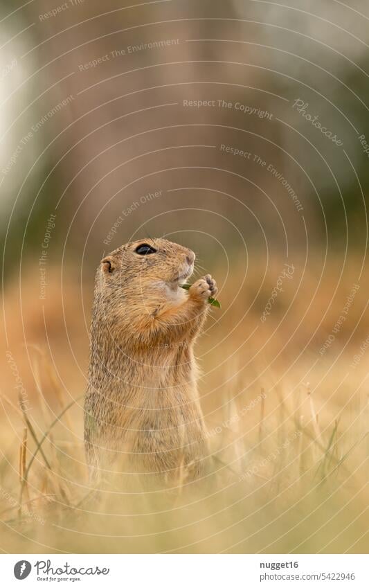 aufrecht stehender Ziesel beim fressen Nagetiere Tier Fell niedlich Wildtier Außenaufnahme Farbfoto Natur Menschenleer klein Tierporträt Neugier Tiergesicht