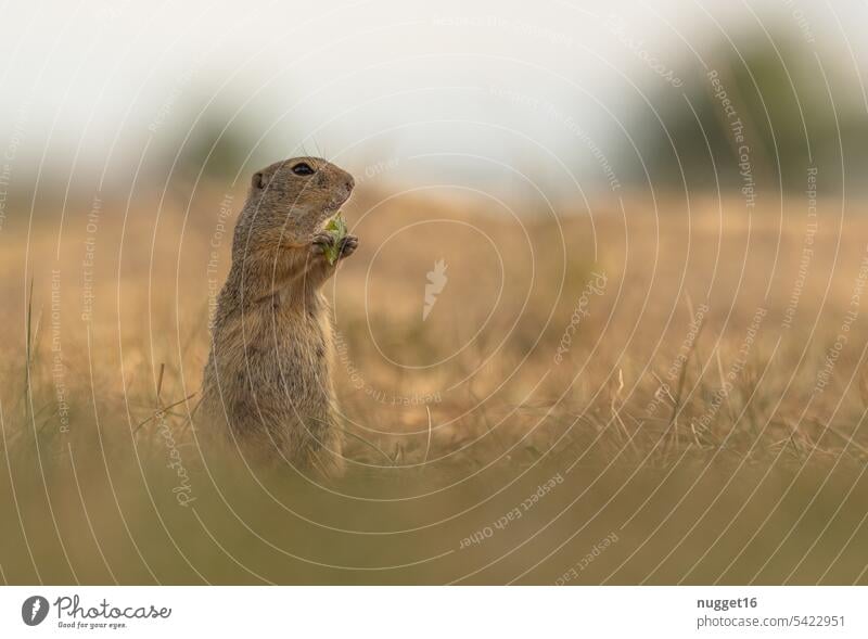 aufrecht stehender Ziesel beim futtern Fressen fressend Nahrungssuche nahrung säugetier Tier Natur Außenaufnahme Farbfoto Tag Menschenleer Tierporträt Wildtier