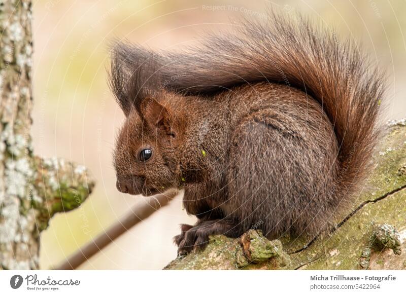 Junges Eichhörnchen im Baum Sciurus vulgaris Jungtier Nachwuchs Tiergesicht Kopf Auge Nase Ohr Schwanz Maul Krallen Pfote Fell Nagetiere Wildtier Natur Neugier