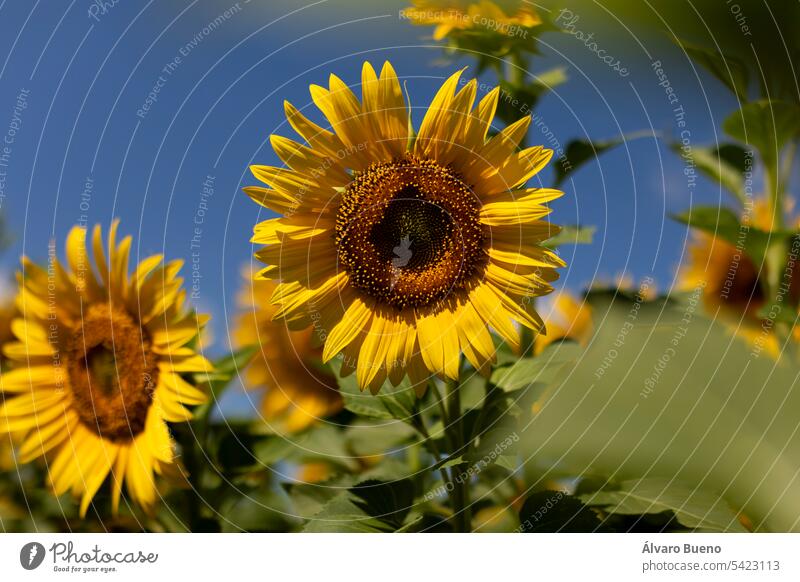 Sonnenblumen in einem Getreidefeld, die im Sommer in der Sonne wachsen, mit ihren grünen Stängeln und Blättern und mit ihren großen gelben Blütenblättern. Land- und Ernährungswirtschaft in der Nähe von San Esteban de Gormaz, Soria, Spanien.