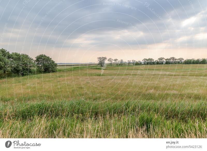 Graslandschaft unter bewölktem Himmel Gräser Schilf Schilfrohr Horizont Bäume Wolken Weite Natur Landschaft Menschenleer natur