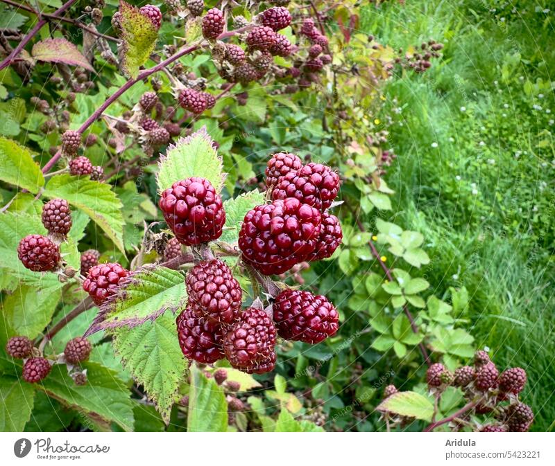 Unreife Brombeeren hängen an der Brombeerhecke Beeren Sommer Spätsommer Frucht Lebensmittel Natur lecker rot unreif Wiese grün Pflanze