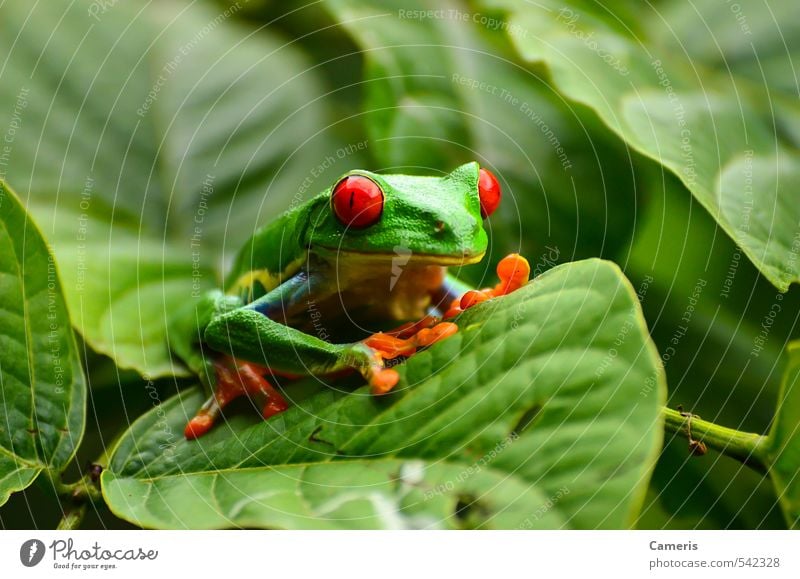 Rotäugiger Baumfrosch Tier Wildtier Frosch Tiergesicht 1 beobachten Jagd sitzen warten authentisch exotisch Flüssigkeit Freundlichkeit Fröhlichkeit frisch