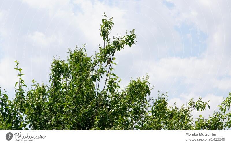 Blick in den Himmel Blauer Himmel blau Wolken Natur Sommer Außenaufnahme Schönes Wetter Farbfoto Menschenleer Tag Sonnenlicht Umwelt Luft Licht Freiheit Baum