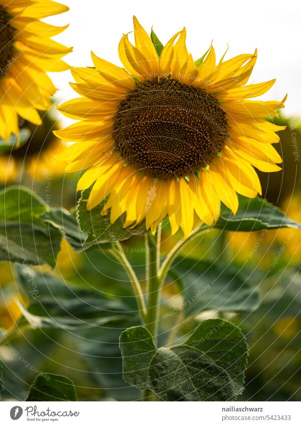 Sonnenblumenfeld Detailaufnahme Nahaufnahme Außenaufnahme Farbfoto bright flower blossom Romantik friedlich Frühlingsgefühle natürlich Wachstum schön Duft