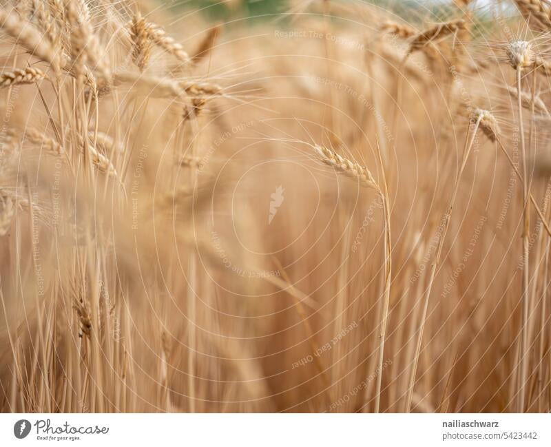 Kornfeld regional unser täglich Brot Sommerhimmel Nahrungsmittel Bioprodukte Ernte Ackerbau Getreideanbau regionale Produkte ökologisch natürlich Umwelt Natur