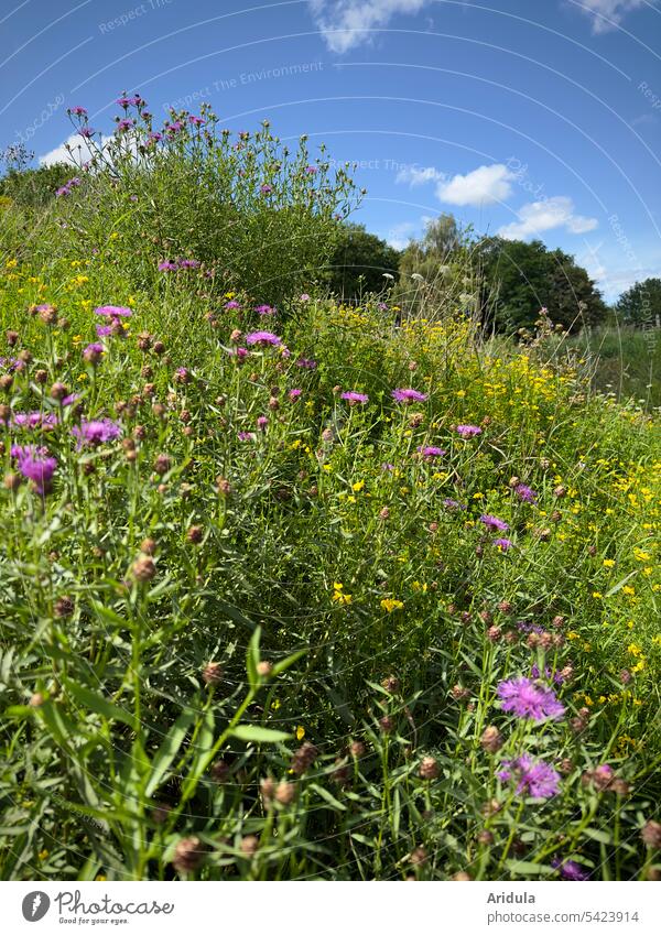 Wilde Blumenwiese mit Flockenblumen Wiese Sommer Natur Blüte Sommerblumen Blauer Himmel Sonnenlicht Lila violett gelb