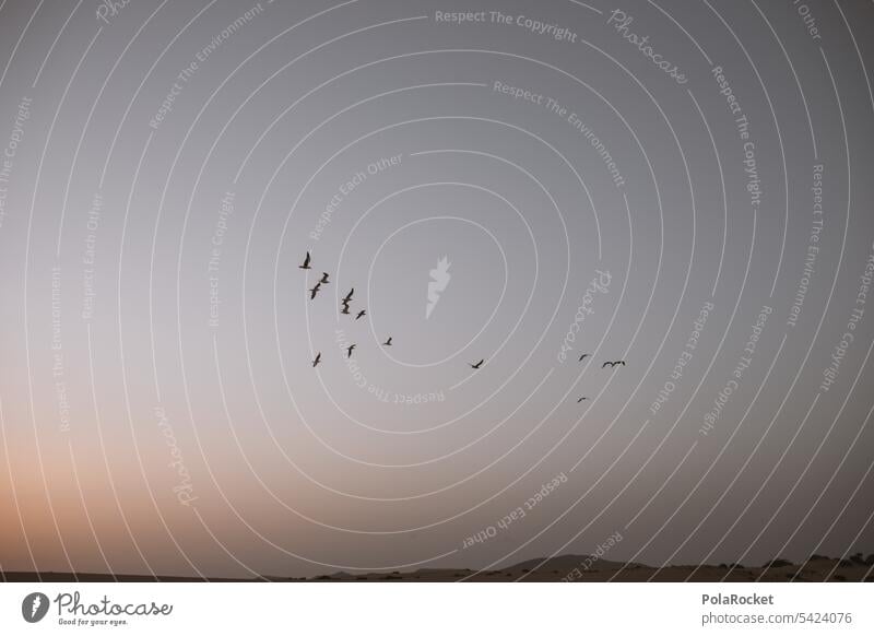 #A0# Vögel wollen los fliegen Zugvogel Zugvögel Schwarm Vogelschwarm Himmel Freiheit Vogelzug Vogelflug Tiergruppe frei Außenaufnahme Formationsflug Bewegung