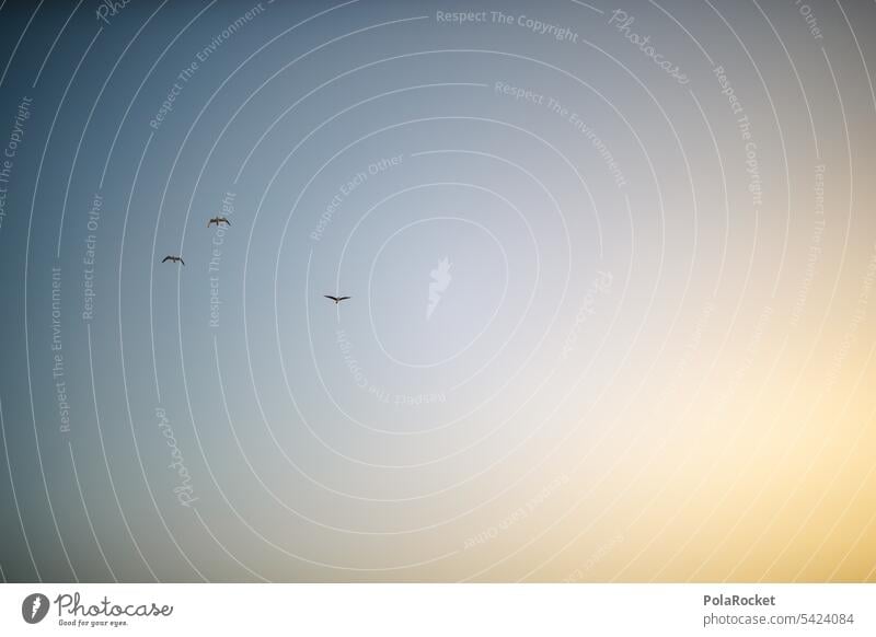 #A0# Himmel Vögel Vögel fliegen Sonnenuntergang Vogel Natur Tier Freiheit Außenaufnahme Vogelschwarm Schwarm frei Zugvogel Vogelflug