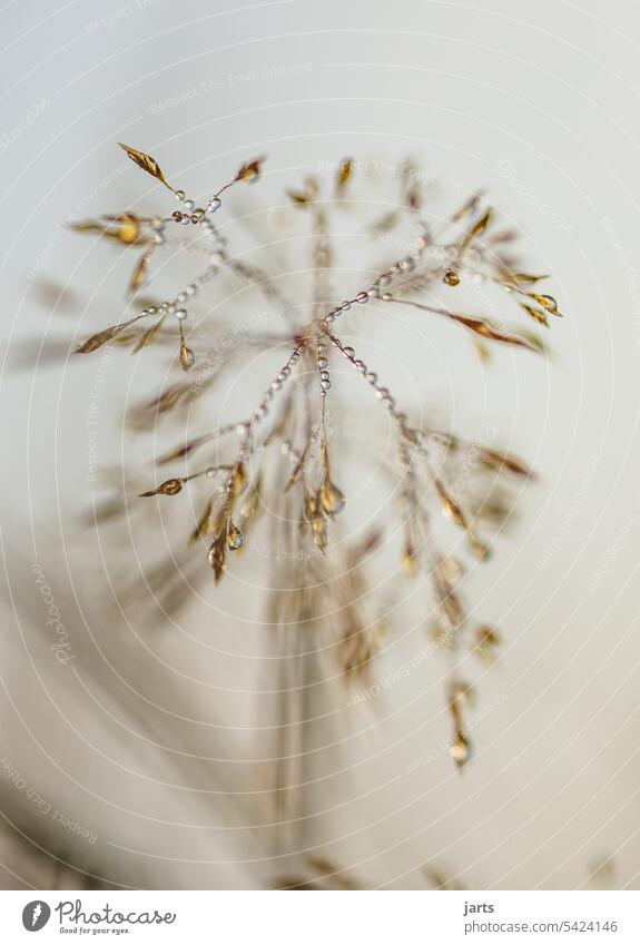 Kleines Natur Kunstwerk Tropfen Nebel klein Gras Makroaufnahme Wassertropfen Tau nass Nahaufnahme Detailaufnahme Außenaufnahme Pflanze Regen feucht glänzend