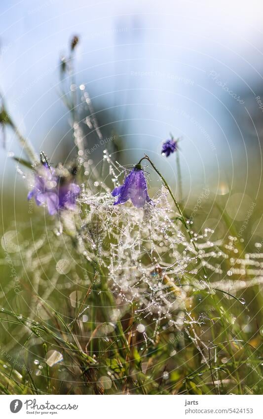 Morgendecke Tropfen Nebel klein Gras Makroaufnahme Wassertropfen Tau nass Nahaufnahme Natur Detailaufnahme Außenaufnahme Pflanze Regen feucht glänzend