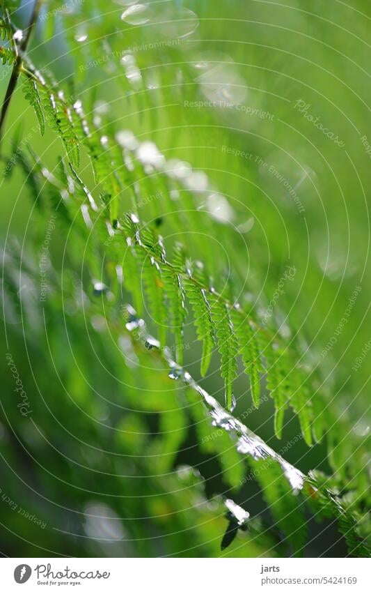 Grüne Blätter des Farn Wald grün Tiefenschärfe Natur Pflanze Außenaufnahme Schwache Tiefenschärfe Nahaufnahme natürlich Detailaufnahme Makroaufnahme Farnblatt