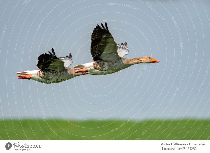 Fliegende Wildgänse Graugänse Anser anser Gänse Kopf Schnabel Auge Hals Federn Gefieder Flügel Beine Flügelschlag Spannweite fliegen Flug Himmel Sonnenschein