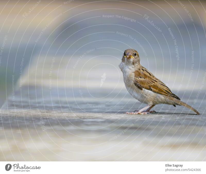 Kleiner Spatz ganz groß und allein Vogel Haussperling Jungvogel Tier Außenaufnahme Farbfoto Wildtier braun Natur Nahaufnahme Tiergesicht Flügel Sperlingsvögel