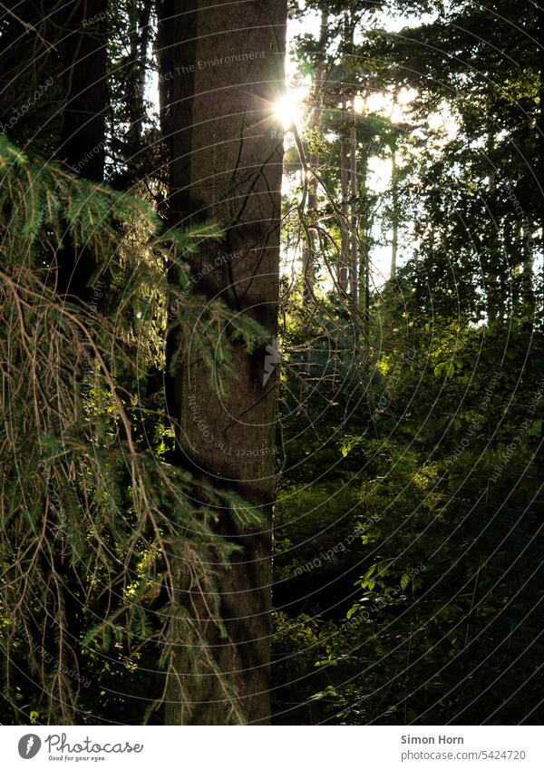 Wald im Sonnenlicht Sonnenstrahl Natur Bäume grün Baum Umwelt Waldbaden waldbaden Baumstamm Waldrand Naherholungsgebiet Erholung Waldspaziergang Waldstimmung