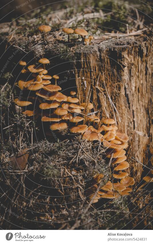 Baumstumpf und Hypholoma-Pilze Baumruine Natur Wald Farbfoto Moos grün Wachstum Nahaufnahme