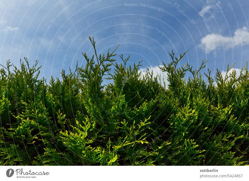 Thuja ast baum erholung erwachen ferien garten hecke himmel kleingarten kleingartenkolonie menschenleer nachbarschaft natur pflanze ruhe saison schrebergarten