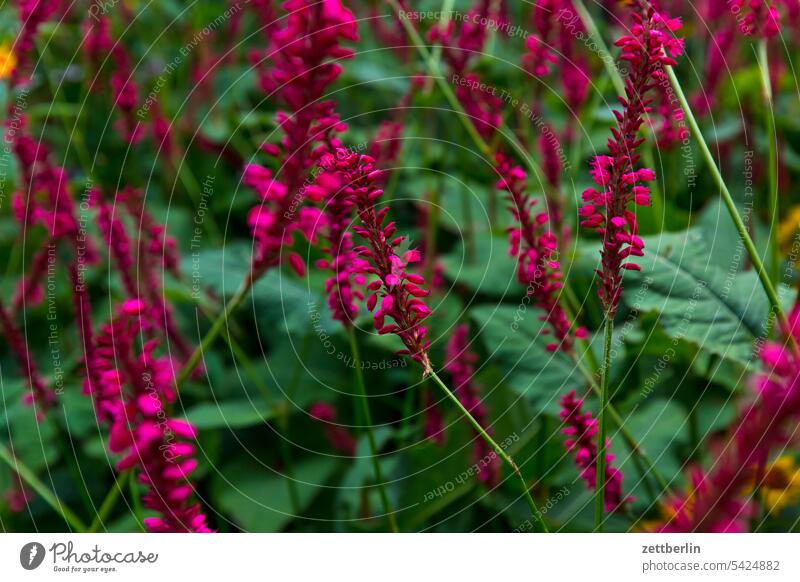 Knöterich ast blühen blüte dämmerung erholung erwachen ferien garten hecke kleingarten kleingartenkolonie knospe menschenleer nachbarschaft natur pflanze ruhe