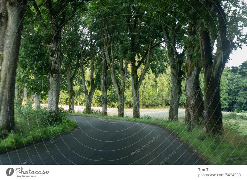 Allee Sommer pommern Polen Natur Außenaufnahme Landschaft Tag Farbfoto Menschenleer Baum Straße Wege & Pfade Zentralperspektive Verkehrswege Landstraße