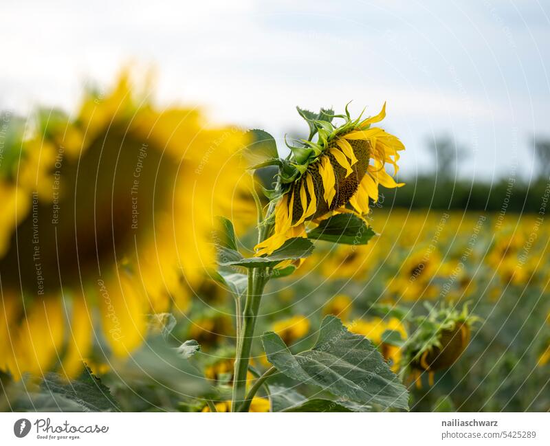 Sonnenblumenfeld reif Sonnenblumenöl Öl Energie blau Umwelt Landschaft Pflanze schön Nutzpflanze Himmel Gegenlicht Hügel Unendlichkeit Romantik Warmherzigkeit