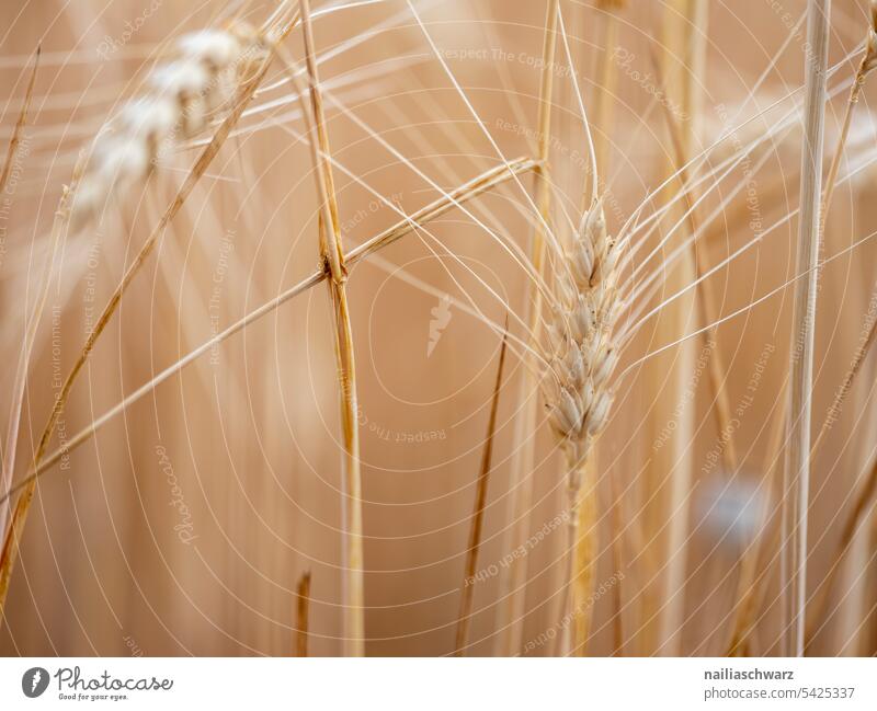 Ernte Gerste Gerstenfeld Gerstenähre Roggen Roggenähren Außenaufnahme Farbfoto ertne gold golden Ähren reif Reinheit friedlich gelb Feld Wachstum schön