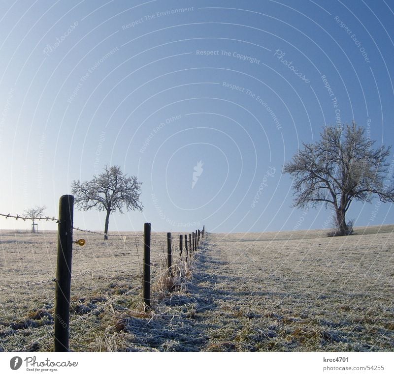 Getrennte Baum Wiese Winter einzeln Zaun Weidezaun Himmel Blauer Himmel Raureif Einsamkeit alleinstehend