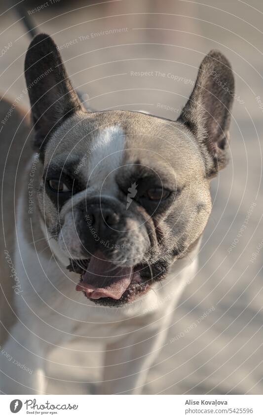 Hund gähnt Französische Bulldoggen französische Bulldogge gähnend abschließen Porträt Tierporträt Haustier-Portrait Haustiere Farbfoto