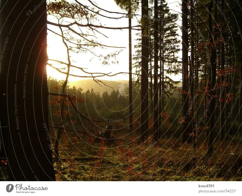 Wald im Gegenlicht II Baum Nadelwald Eifel grün Winter Sonne im grünen