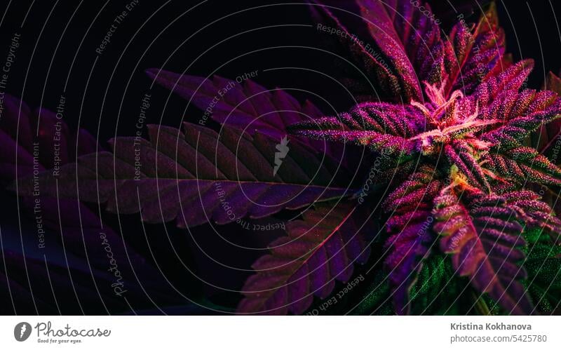 THC-Cannabis-Produktion, Hanfanbau, Sativa-Indica-Grasanbau, Makro Marihuana Medizin Pflanze grün Gesundheit Blatt medizinisch Natur Kraut Medikament Wachstum