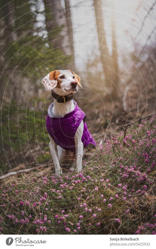 Istrianer kurzhaarige Bracke stylisch mit fablich passendem Mantel im Heidekraut :) istrianer kurzhaarige bracke Haustier Hund Schlappohren Tierporträt Fell