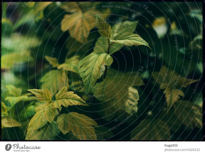 Hopfen Pflanze schwarz grün Blätter Natur Farbfoto Blatt natürlich Außenaufnahme Umwelt Baum Tag Wachstum Menschenleer Detailaufnahme Schwache Tiefenschärfe