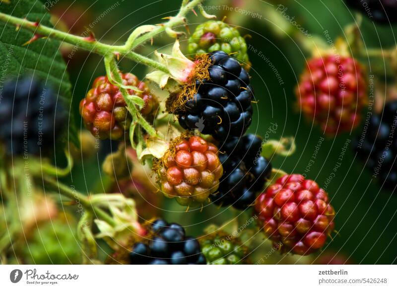 Brombeeren in verschiedenen Reifestufen dämmerung erholung ernte ferien frucht garten gemüse hecke kleingarten kleingartenkolonie menschenleer natur obst