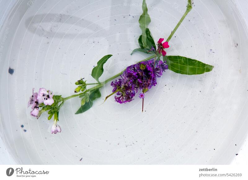 Blüten in der Wasserschüssel blühen blüte erholung erwachen ferien garten knospe menschenleer natur pflanze ruhe saison sommer textfreiraum tiefenschärfe zweig