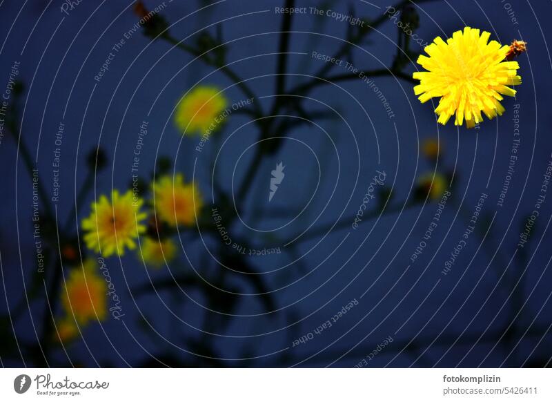 gelbe Blumen vor dunkelblauem Hintergrund blumen gelbe Blüten blühend leuchtend Unschärfe Blütezeit zarte Blüten Hoffnung fröhlich Blümchen Licht und Schatten