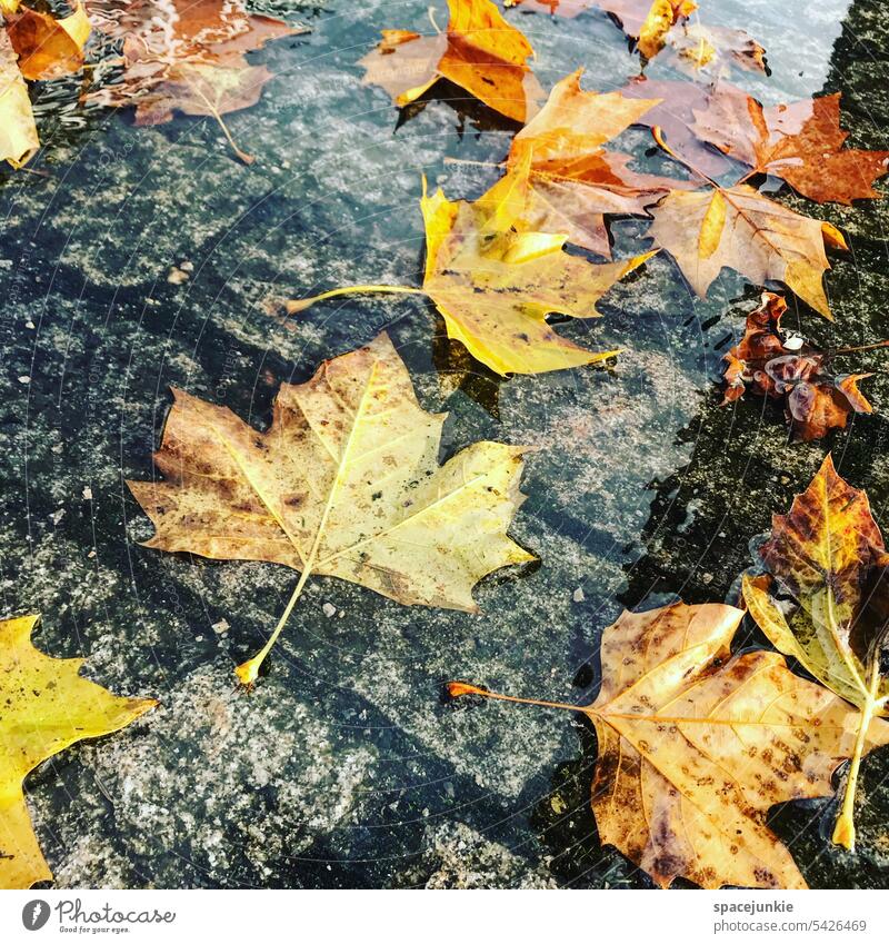 Herbst herbstlich Herbstlaub Herbstfärbung Blätter Laub Jahreszeiten Herbstfarben Außenaufnahme Herbstbeginn Farbfoto Natur Vergänglichkeit Laubwerk gelb