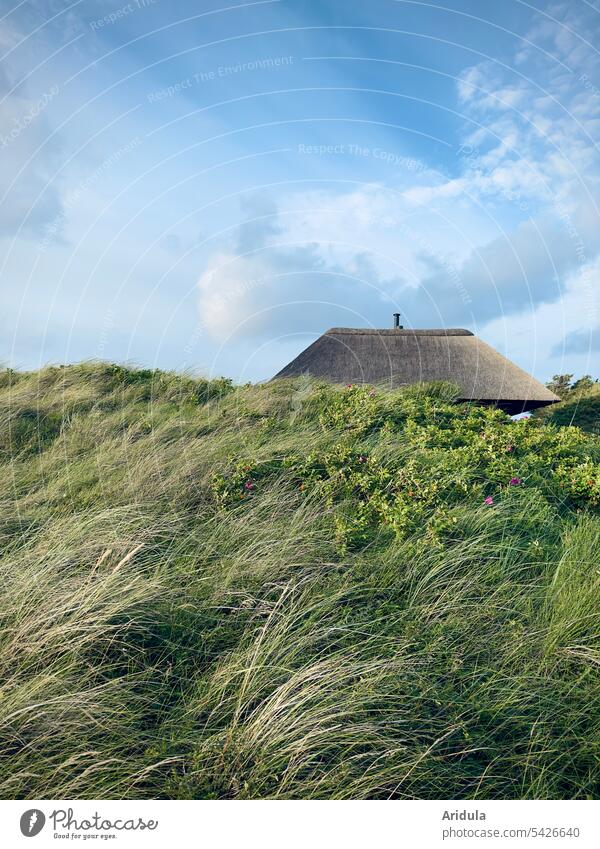 Haus mit reetgedecktem Dach, ragt über eine Düne mit Dünengras bei leicht bewölktem blauen Himmel Reet Reetdach Reetdachhaus Blauer Himmel Wolken Nordsee