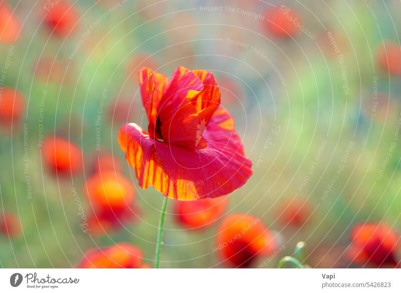 Mohnblumen auf dem Feld rot Blume Gras grün schön Hintergrund Frühling Pflanze Ackerbau Aroma Aromatherapie Schönheit Blütezeit blau botanisch Blütenknospen